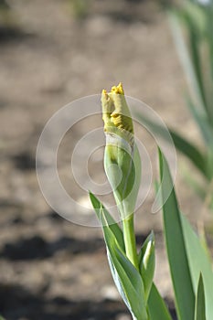 Intermediate bearded iris Pamplemousse