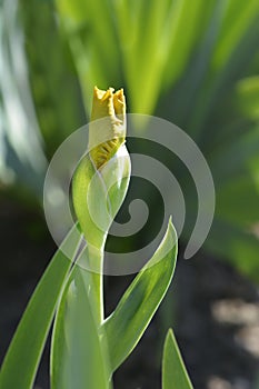 Intermediate bearded iris Pamplemousse