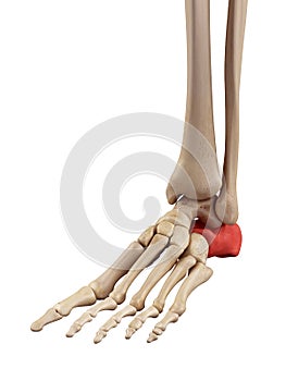 The intermediate calcaneus bone