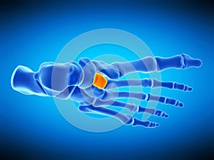 The intermediate cuneiform bone