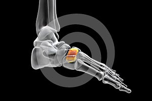 Intermediate cuneiform bone of the foot, 3D illustration