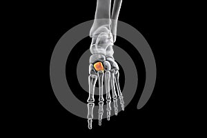 Intermediate cuneiform bone of the foot, 3D illustration