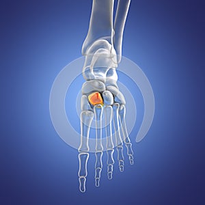 Intermediate cuneiform bone of the foot, 3D illustration