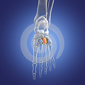 Intermediate cuneiform bone of the foot, 3D illustration