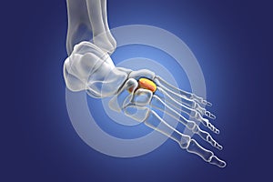 Intermediate cuneiform bone of the foot, 3D illustration