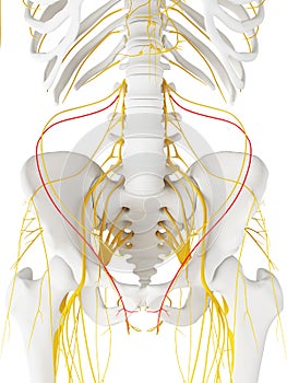 The Intermediate Dorsal Cutaneous Nerve