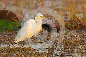 Intermediate Egret