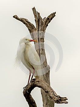 Intermediate egret (Ardea intermedia) on an isolated backgroun