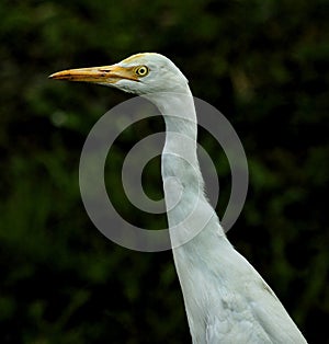 Intermediate Egret