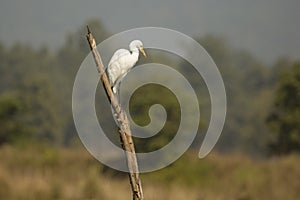 Intermediate Egret on Dead Tree