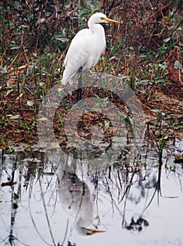 Intermediate Egret Egretta intermedia