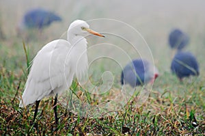 Intermediate Egret Egretta intermedia photo