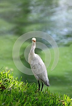 Intermediate Egret, Egretta intermedia, standing at the pond