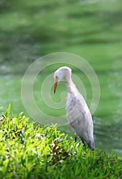 Intermediate Egret, Egretta intermedia, standing at the pond