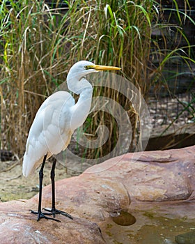 Intermediate Egret, Featherdale Wildlife Park, NSW, Australia