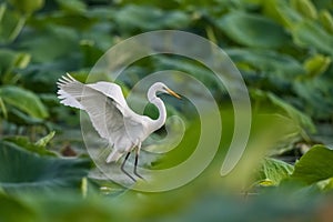 Intermediate egret flapping its wings photo