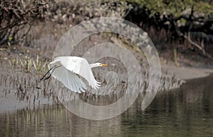 A intermediate egret in flight