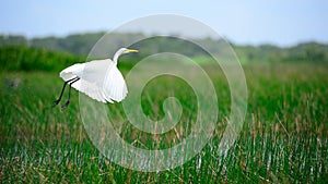 Intermediate Egret is flying