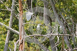 Intermediate Egret flying and Little egret aquatic heron birds o