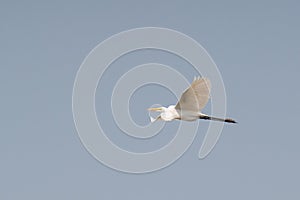 Intermediate Egret Flying in Sky