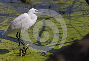 Intermediate egret in forest