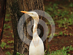 Intermediate Egret Heron