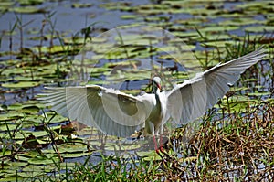 Intermediate Egret landing at a wetlands