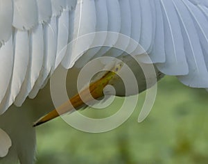 intermediate egret, is a medium-sized heron.