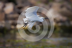 Intermediate Egret (Mesophoyx intermedia)