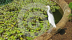 The intermediate egret on pondside in Sri Lanka