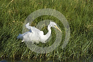 Intermediate Egret in Pottuvil, Sri Lanka