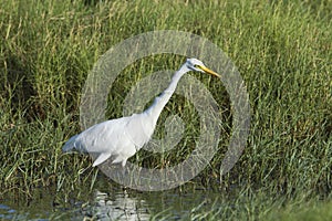 Intermediate Egret in Pottuvil, Sri Lanka