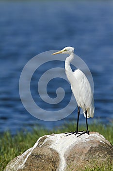 Intermediate Egret in Pottuvil, Sri Lanka