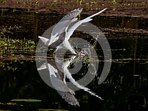 Intermediate Egret in Queensland Australia