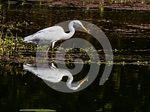 Intermediate Egret in Queensland Australia