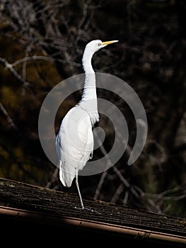 Intermediate egret standing on a rooftop 4