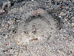 Intermediate flounder