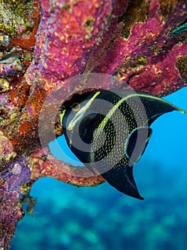 Intermediate French angelfish, Pomacanthus paru. CuraÃ§ao, Lesser Antilles, Caribbean