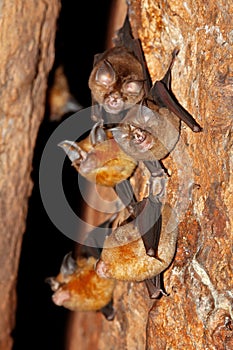 Intermediate Horseshoe Bat Rhinolophus affinis