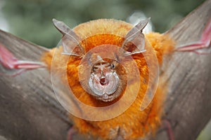 Intermediate Horseshoe Bat Rhinolophus affinis