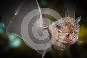 Intermediate Horseshoe Bat Rhinolophus affinis