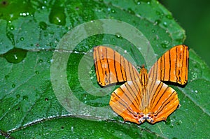 Intermediate maplet butterfly photo