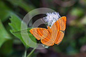 Intermediate Maplet butterfly photo