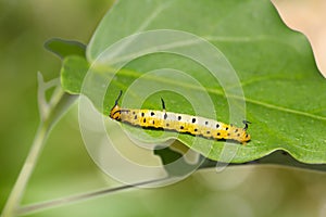 Intermediate Maplet Chersonesia intermedia caterpillar