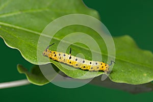Intermediate Maplet Chersonesia intermedia caterpillar