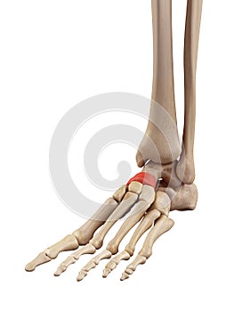 The intermediate navicular bone