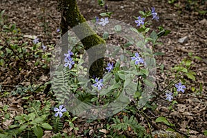 Intermediate periwinkle blue purplish flowers