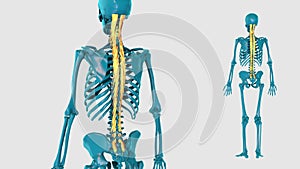 Intermediate postvertebral muscle on a white background - 3D model