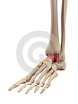 The intermediate talus bone