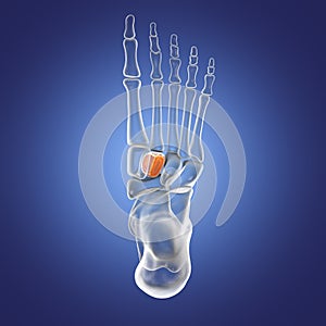 Intermediate cuneiform bone of the foot, 3D illustration